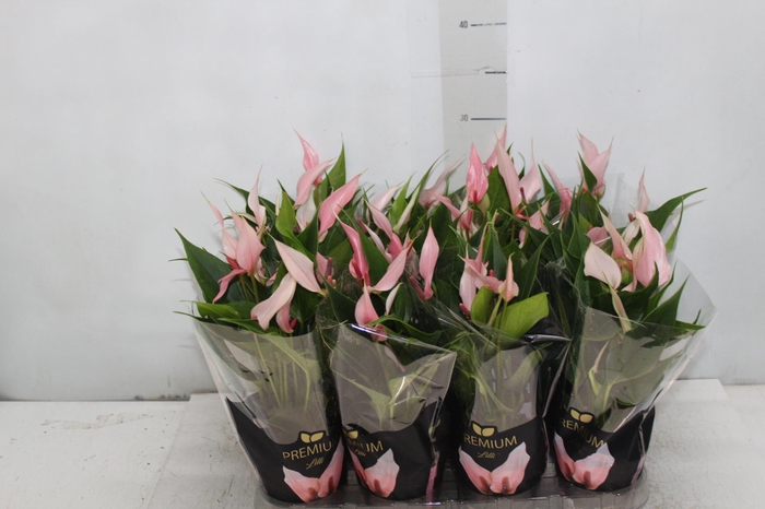 <h4>ANTHURIUM LILLI P09 PREMIUM</h4>