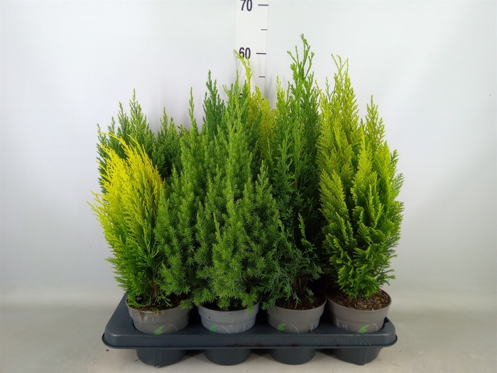 <h4>Conifers   ...mix</h4>