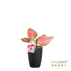 AGLAONEMA COM P7 CL BLACK