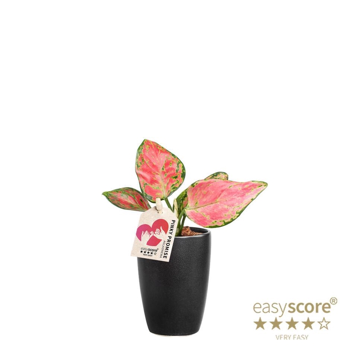AGLAONEMA COMM. p7 Classic black