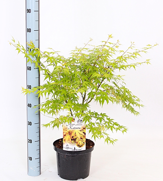 <h4>ACER PA KATSURA</h4>