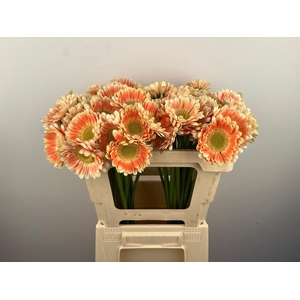 GERBERA MI 'TOMPOUCE'