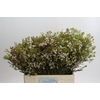 Chamelaucium 'Morning Delight'