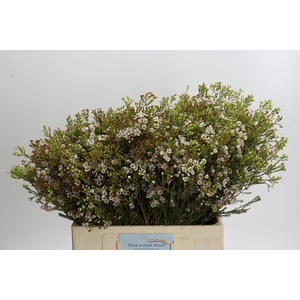 Chamelaucium 'Morning Delight'