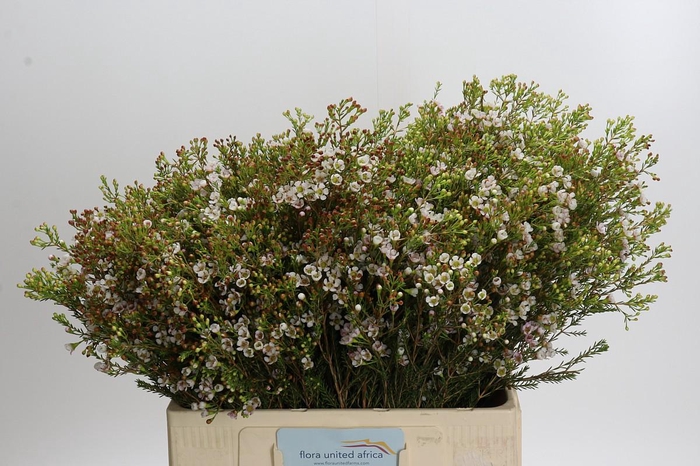 Chamelaucium 'Morning Delight'