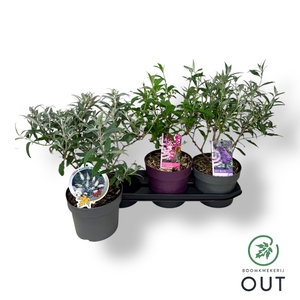 BUDD DAVIDII OV