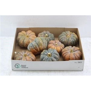 CUCURBITA PEPO