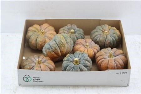 <h4>CUCURBITA PEPO</h4>