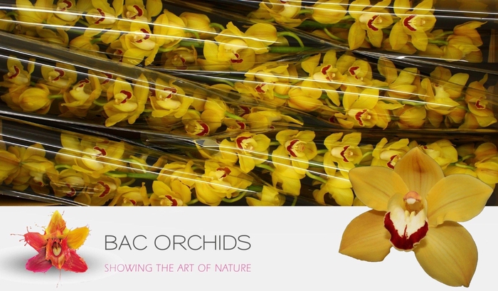 <h4>CYMB T MISS SAIGON</h4>