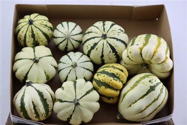 <h4>Cucurbita Pepo</h4>