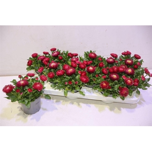 arr8 Bellis P Gr Rog Red