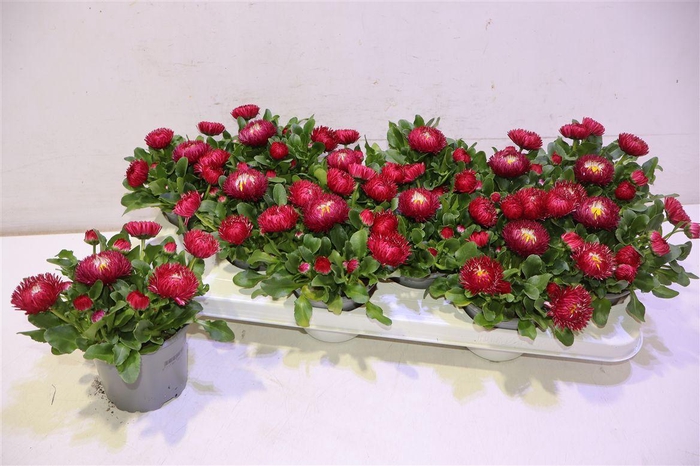 <h4>Bellis P Gr Rog Red</h4>
