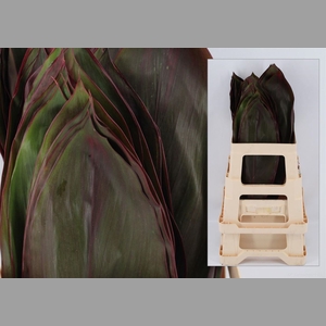 Cordyline Red Leaf
