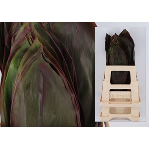 Cordyline Red Leaf