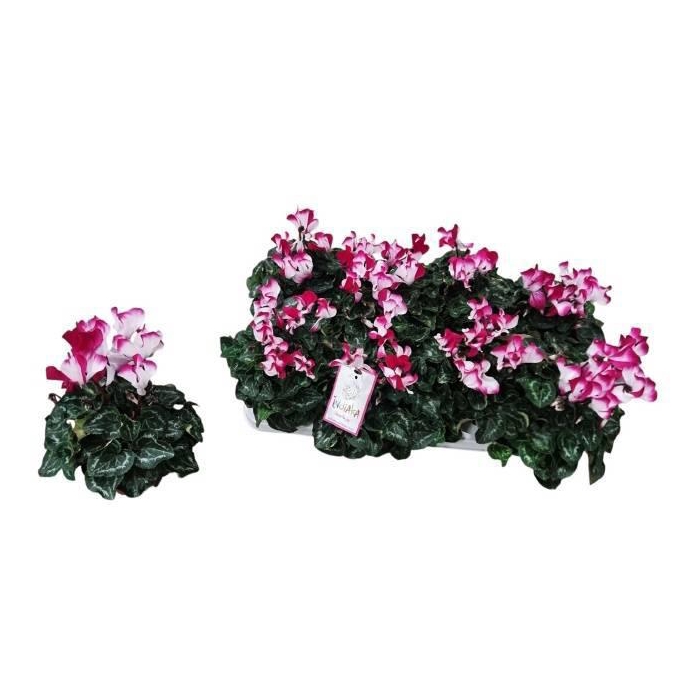 <h4>CYCL MD SUP FUSIO MI</h4>