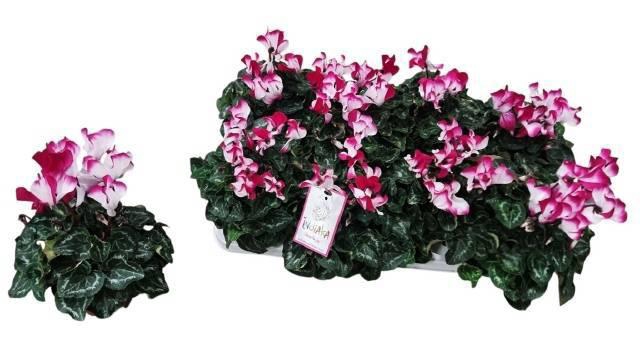 CYCL MD SUP FUSIO MI