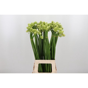 Ornithogalum Saundersiae