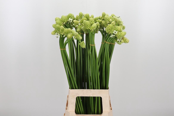 <h4>Ornithogalum Saundersiae</h4>