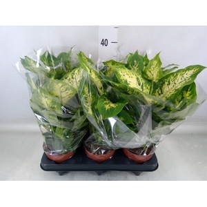 Dieffenbachia  'Compacta'