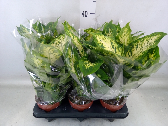 <h4>Dieffenbachia  'Compacta'</h4>