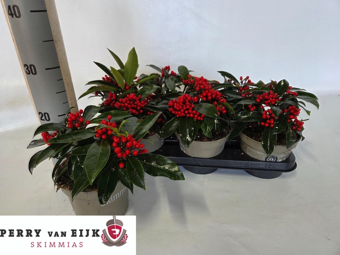 <h4>SKIM J REEVESIANA</h4>