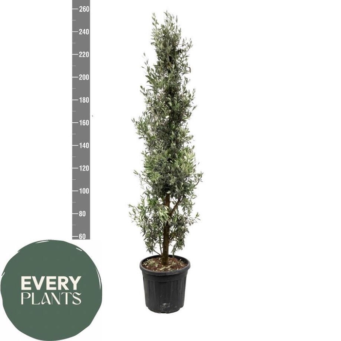 <h4>OLEA EUROPAEA</h4>