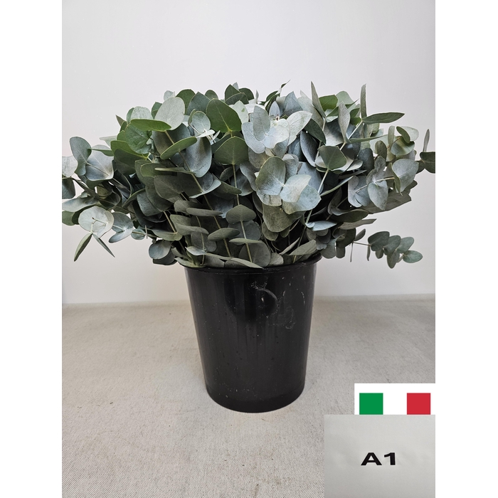 <h4>EUC CINEREA PER STEEL VERTAKT-IT-</h4>