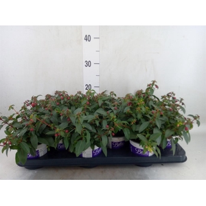 Fuchsia  'Bella Fuchsia Olivia'