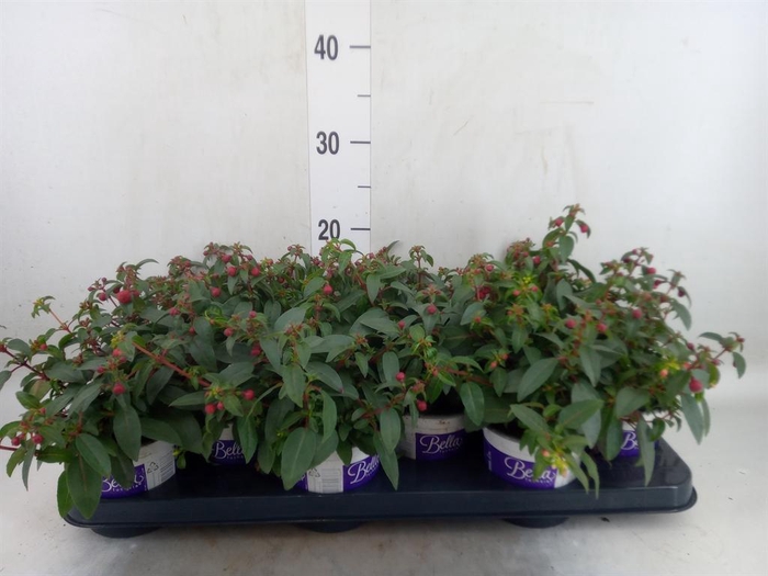 <h4>Fuchsia  'Bella Fuchsia Olivia'</h4>