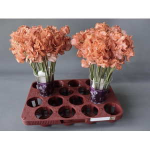 Lathyrus Chocolate Magic