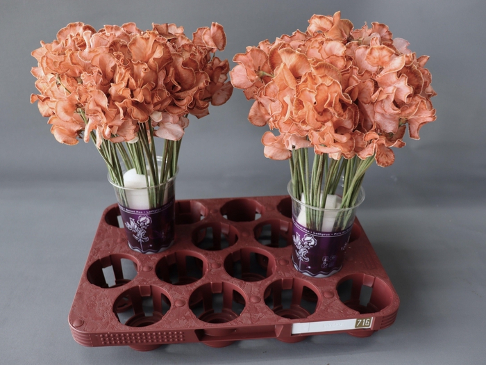 <h4>Lathyrus Chocolate Magic</h4>