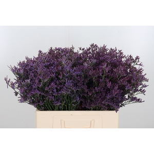 Lim Piuma Dark Blue