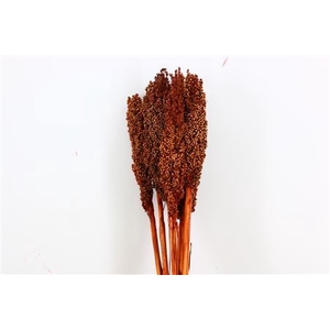 Dried Sorghum 6pc Dark Brown Bunch