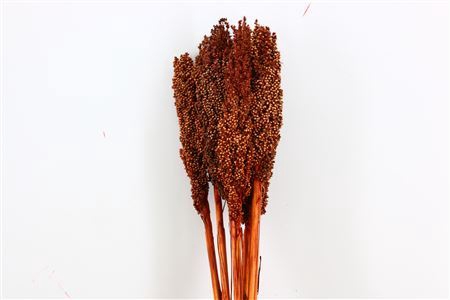 Dried Sorghum 6pc Dark Brown Bunch