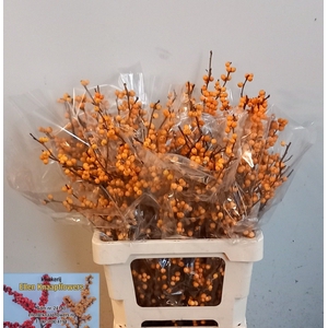 ILEX VE GOLD VERBOOM