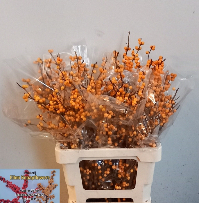 <h4>ILEX VE GOLD VERBOOM</h4>