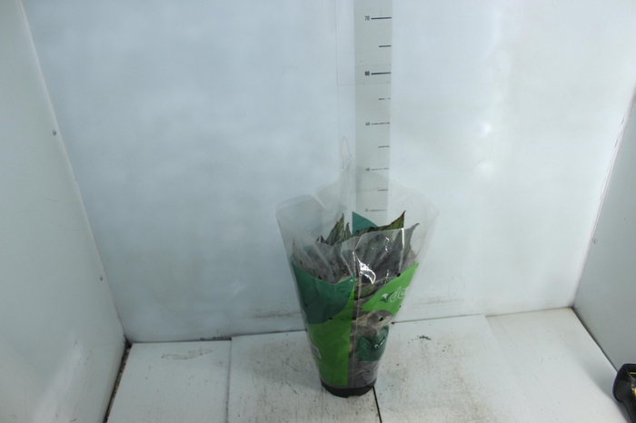 <h4>BEGONIA REX P17 PO</h4>