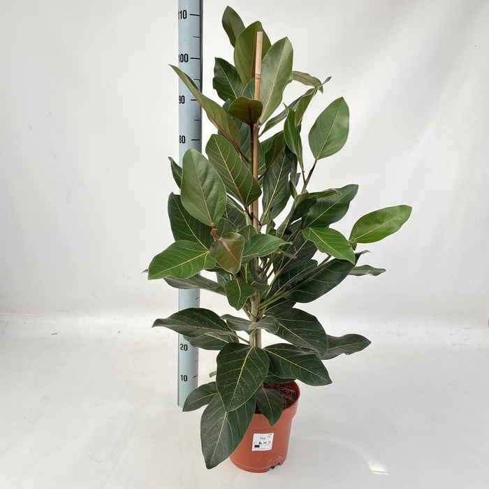 <h4>FIC BENG JOY</h4>