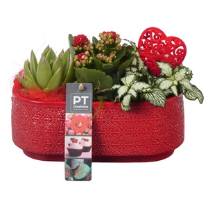 PTVMB4706 Arrangementen kamerplanten