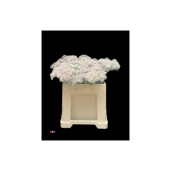 <h4>Sedum White</h4>