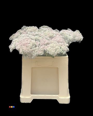 Sedum White