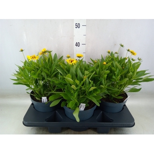 Coreopsis grand. 'Corey Yellow Red'