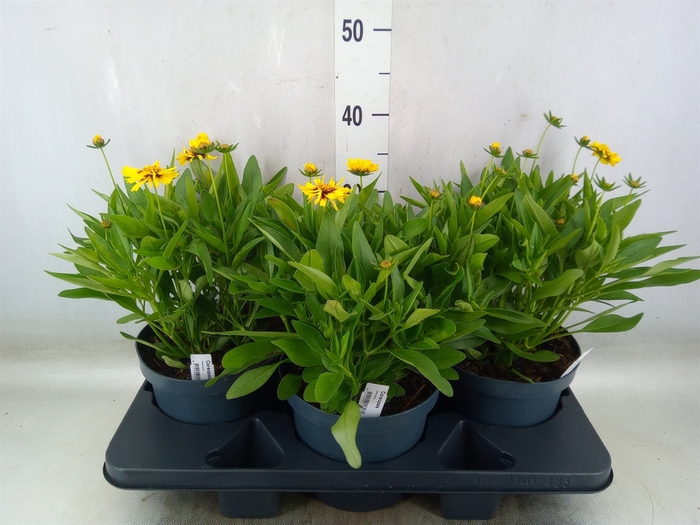 <h4>Coreopsis grand. 'Corey Yellow Red'</h4>