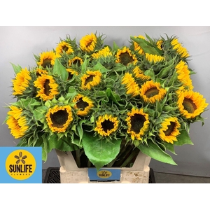 HELIANTHUS AN. 'SUNRICH ORANGE'