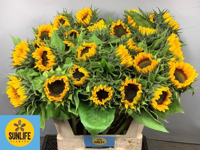 <h4>HELIANTHUS AN. 'SUNRICH ORANGE'</h4>