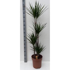 DRA MARGINATA