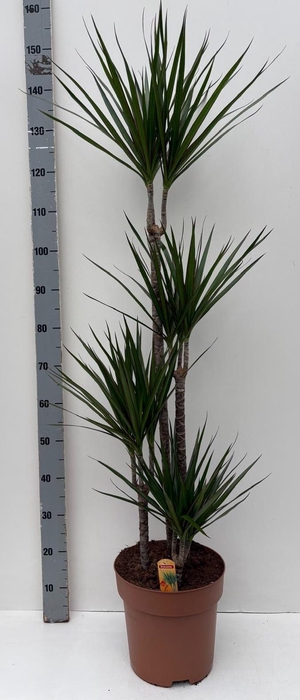 DRA MARGINATA