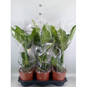 Dieffenbachia seg. 'Tropic Snow'