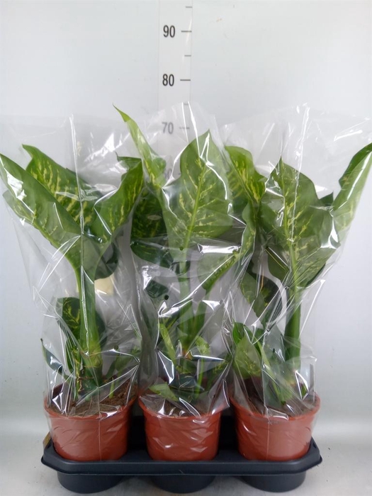 <h4>Dieffenbachia seg. 'Tropic Snow'</h4>