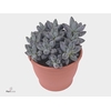 PACHYPHYTUM COMPACTU